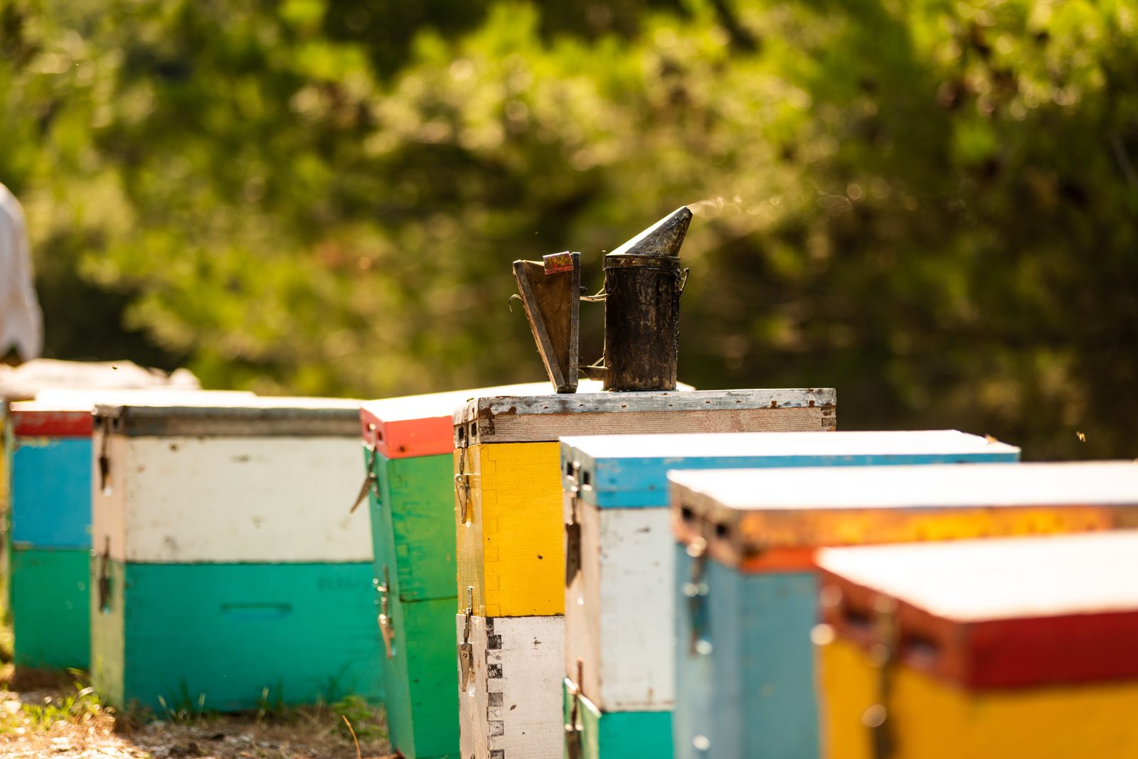 Honey of Thassos
